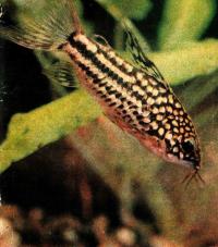 Элеганс (Corydoras elegans)