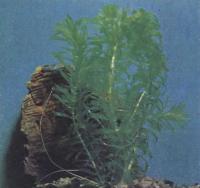 Элодея канадская