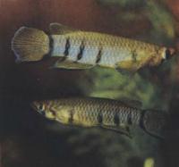 Эпиплатис Шапера