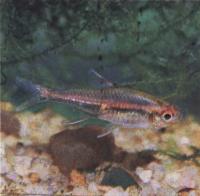 Эритрозонус