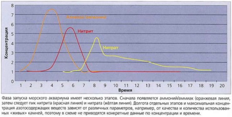 Этапы фазы запуска аквариума