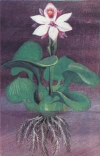 Эйхорния, водный гиацинт