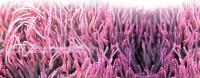 Фиолетовая морфа кожистого анемона (Heteractis crispa)