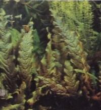 Фрагмент голладского аквариума, баркалайя длиннолистная