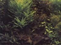 Фрагмент голладского аквариума, нимфея лотос в окружении групп растений