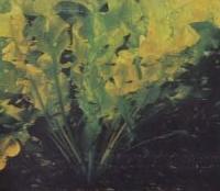 Фрагмент голладского аквариума, одиночное растение апоногетон широкоштопорный