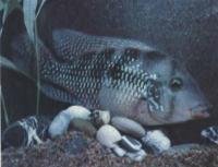 Геофагус бразильский