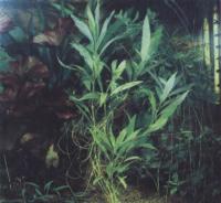 Гигрофила иволистная