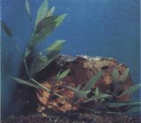 Гигрофила многосемянная