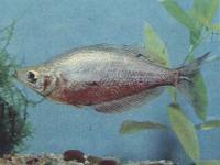 Глоссолепис красный