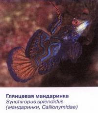 Глянцевая мандаринка