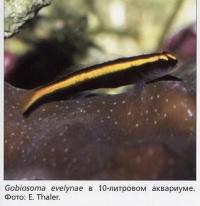 Gobiosoma evelynae в 10-литровом аквариуме