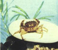 Голландский крабик