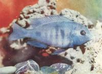 Голубой дельфин