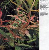 Горец (Polygonum sp.) спустя две недели после пересадки в аквариум