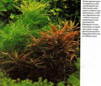 Группа амманнии изящной (Ammannia gracilis)