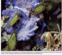 Губка Collospongia auris, корковый анемон и трубчатый коралл