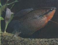 Гурами жемчужный