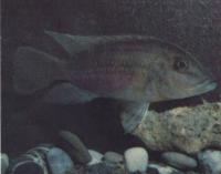 Хромидоляпия Гюнтера