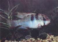 Хромис-бабочка