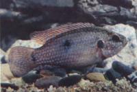 Хромис-красавец