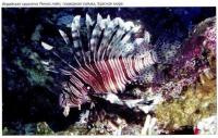 Индийская крылатка Pterois miles