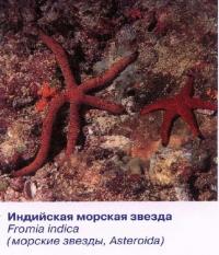 Индийская морская звезда