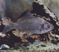 Карась серебряный