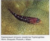 Карликовый петушок семейства Trypterygiidae