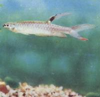 Копелла Арнольда