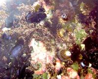 Кораллина шариконосная в среде обитания