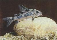 Коридорас крапчатый