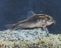 Коридорас Шультца