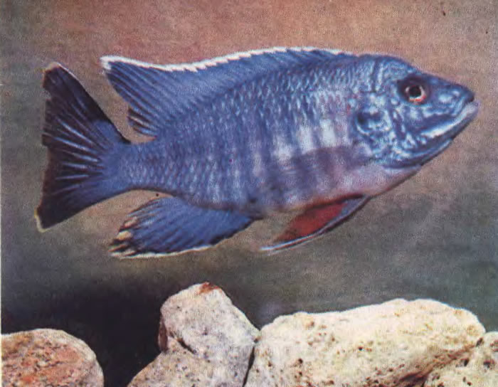 Королева Ньяса