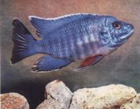 Королева Ньяса