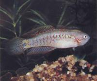 Ковровый элеотрис