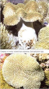 Кожистые кораллы Sarcophyton spp.