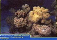 Кожистые кораллы