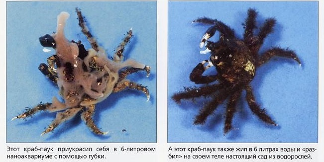 Крабы-пауки обрастают всяким после жизни в наноаквариуме