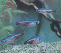 Красный неон