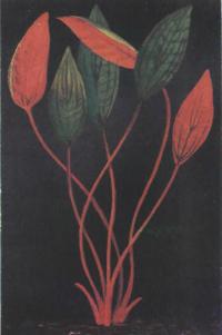 Криптокорина Балансе