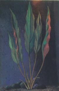 Криптокорина Бекетта