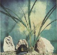 Криптокорина Бласса