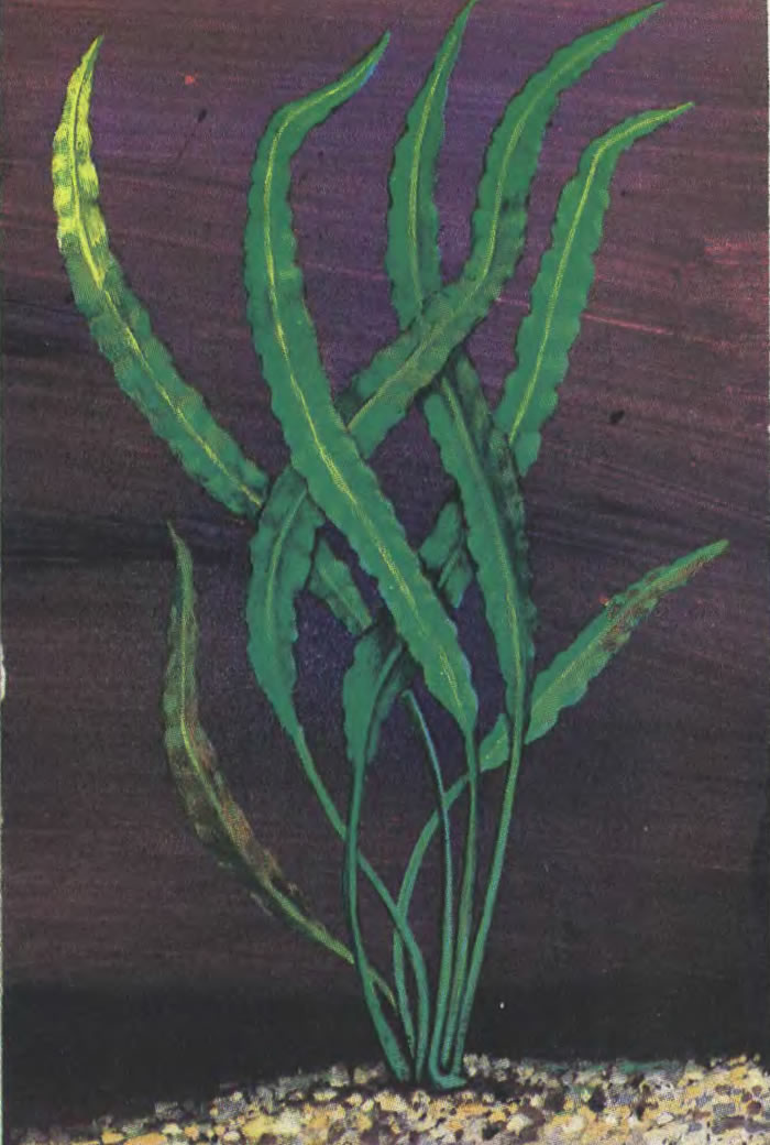 Криптокорина обратноспиральная