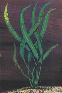 Криптокорина обратноспиральная