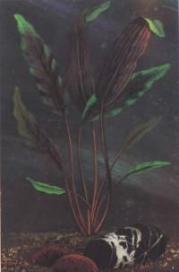 Криптокорина Петча