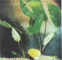 Криптокорина понтедериеволистная