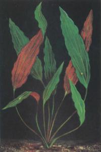 Криптокорина родственная