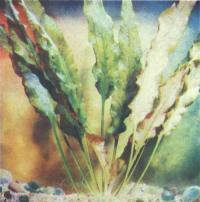 Криптокорина Вендта