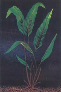 Криптокорина желтая